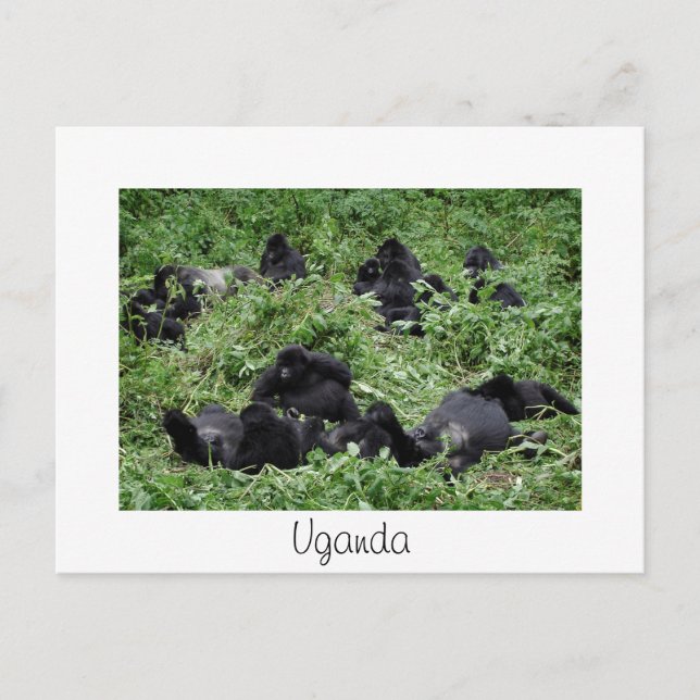 Mountain gorilla group white Uganda postcard (Front)