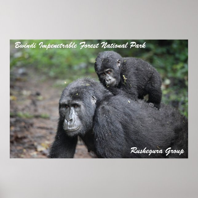 Mountain Gorilla/ Mother & Baby Poster (Front)