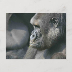 Mountain Gorilla Postcard