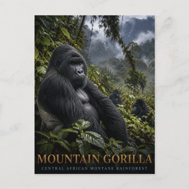Mountain Gorilla Rainforest ANIMALS Postcard (Front)