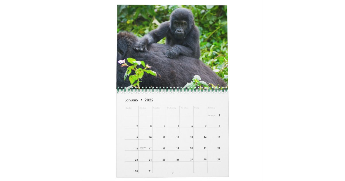 Mountain Gorillas Of Uganda Calendar Zazzle Co Uk
