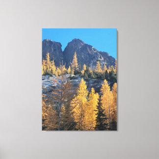 Mountain Larches Canvas Print