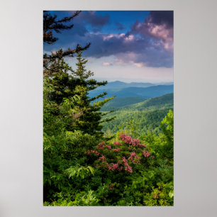 Mountain Laurel at Sunrise Poster