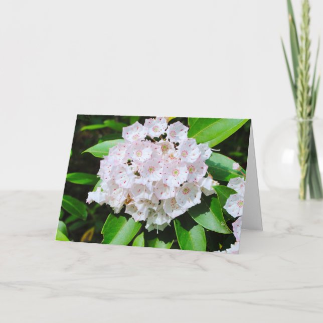 Mountain Laurel Greeting Card (Front)