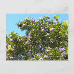 Mountain Laurel in Spring Postcard