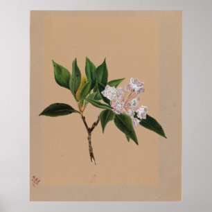 Mountain Laurel (Kalmia latifolia) Poster