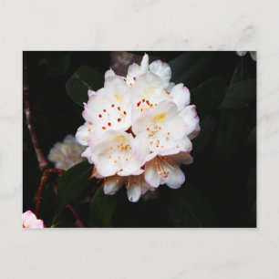 Mountain Laurel Postcard