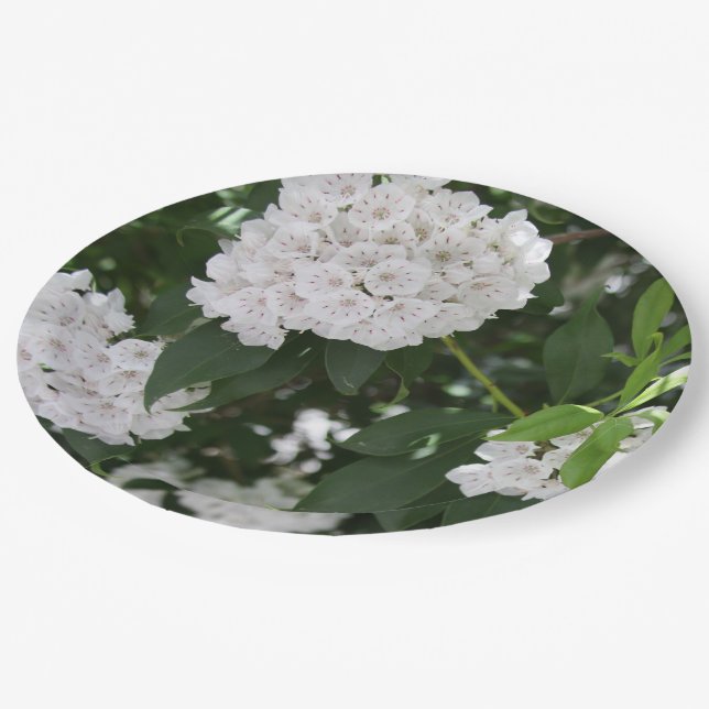 Mountain Laurel White Flowers Paper Plate (Angled)