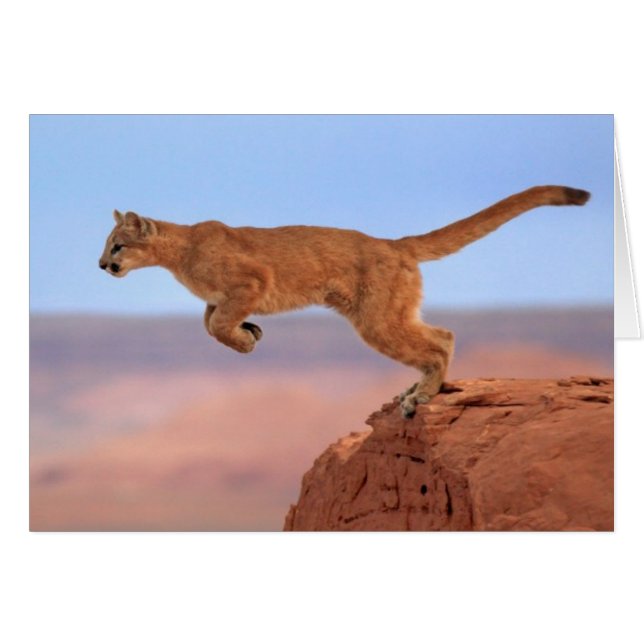 Mountain Lion (Front Horizontal)