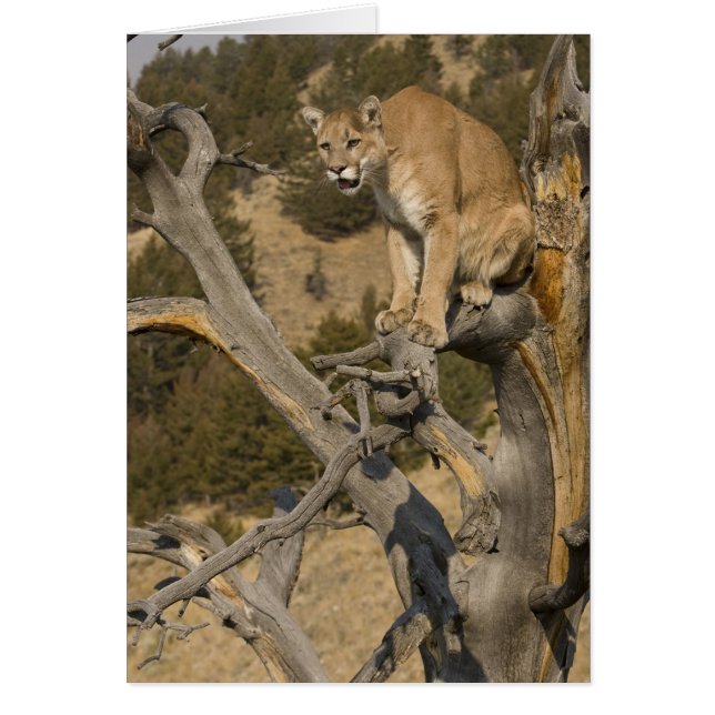 Mountain Lion, aka puma, cougar; Puma concolor, 2 (Front)