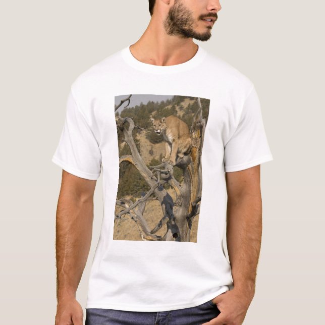 Mountain Lion, aka puma, cougar; Puma concolor, 2 T-Shirt (Front)