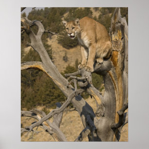 Mountain Lion   Aka Puma Poster