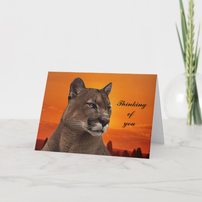 Mountain lion at sunset card (Front)