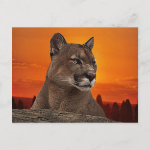Mountain lion at sunset postcard