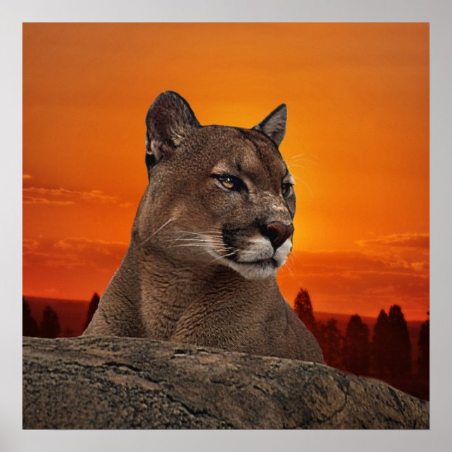 Mountain lion at sunset poster (Front)