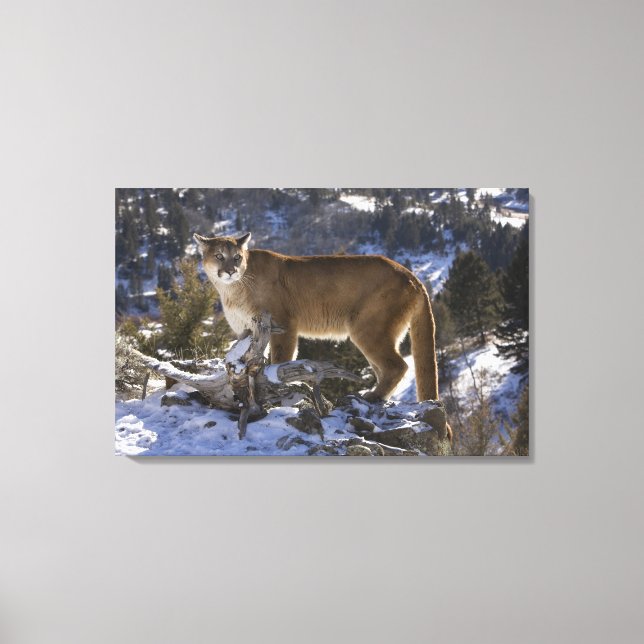 Mountain Lion Canvas Print (Front)