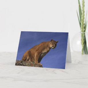 Mountain Lion Card