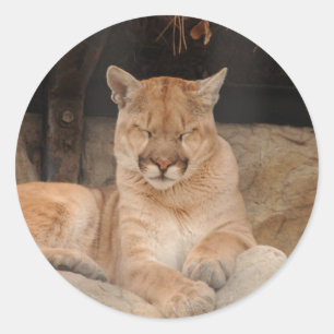 Mountain Lion Classic Round Sticker