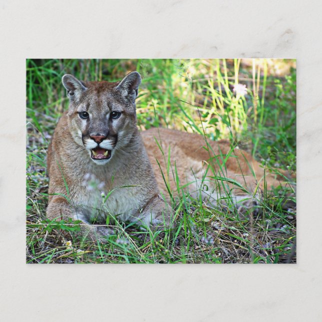 Mountain Lion Complaining Postcard (Front)