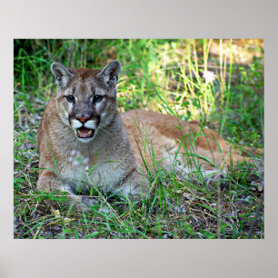 Mountain Lion Complaining Poster