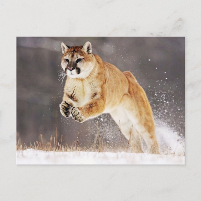 Mountain Lion (Cougar) Postcard (Front)