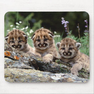 Mountain Lion Cubs Mouse Pad