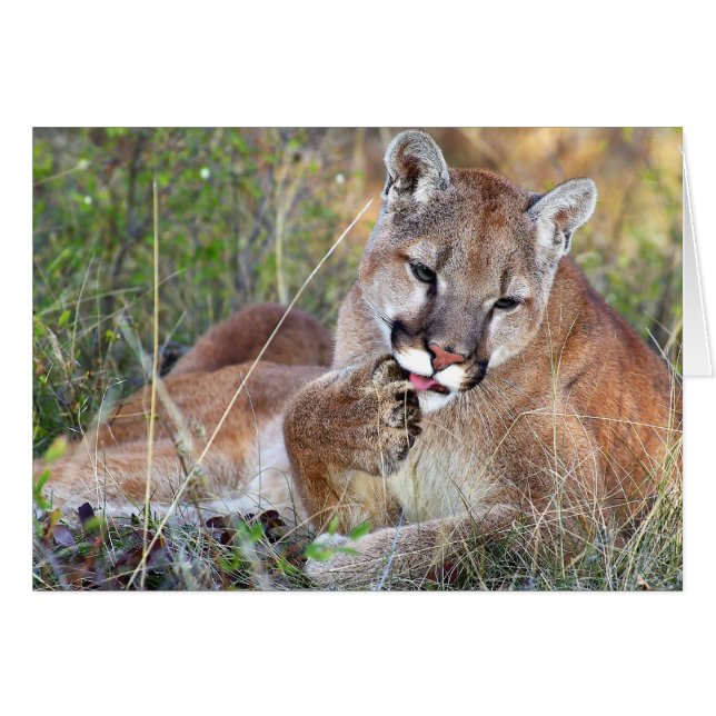 Mountain Lion - Hmmm (Front Horizontal)