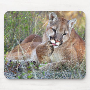 Mountain Lion - Hmmm Mouse Mat
