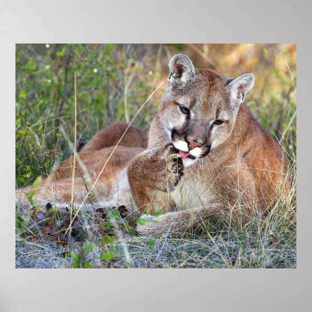 Mountain Lion - Hmmm Poster (Front)