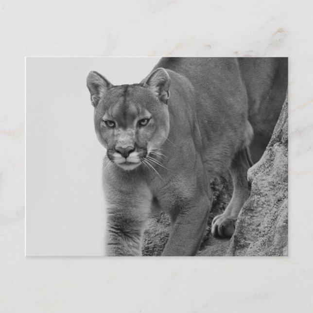 Mountain Lion in Black and white Postcard (Front)