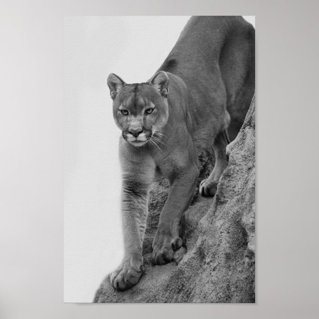Mountain Lion in Black and white Poster (Front)