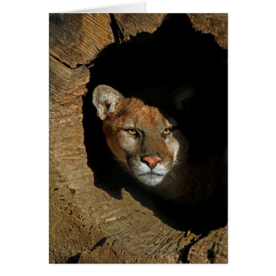 Mountain Lion in Log Card