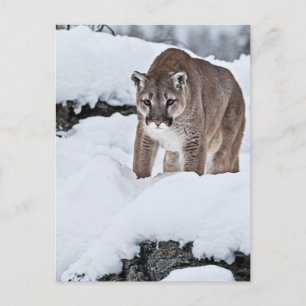 Mountain Lion in the Snow Postcard