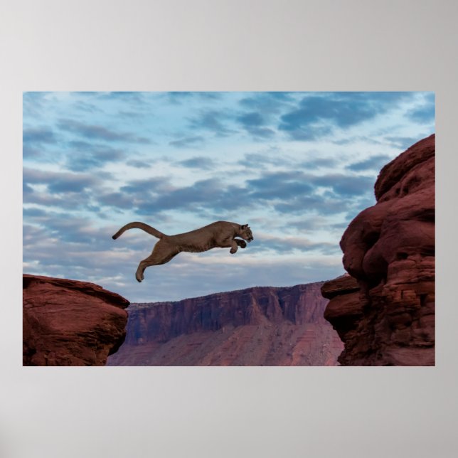 Mountain Lion Jumping Morning Skyjump,lion,animal, Poster (Front)