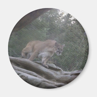 Mountain Lion Magnet