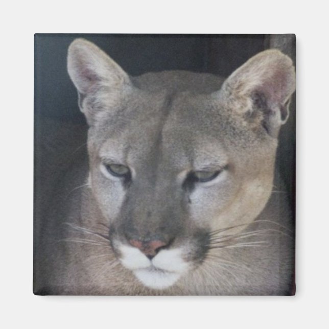 mountain lion magnet (Front)