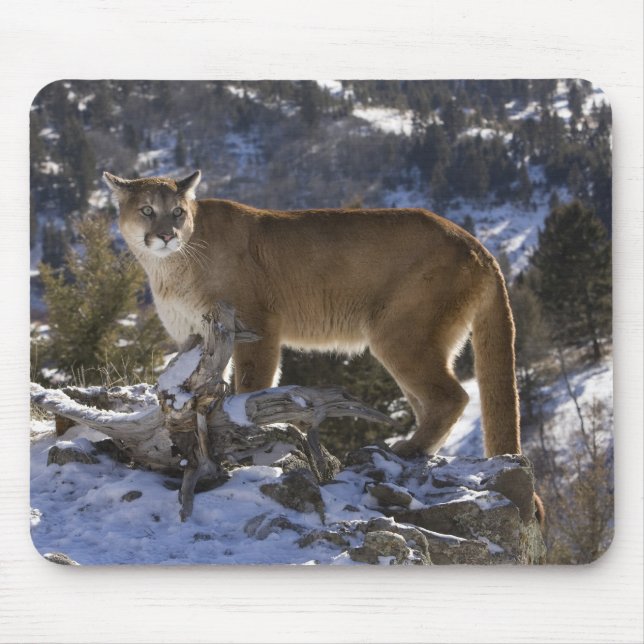 Mountain Lion Mouse Mat (Front)
