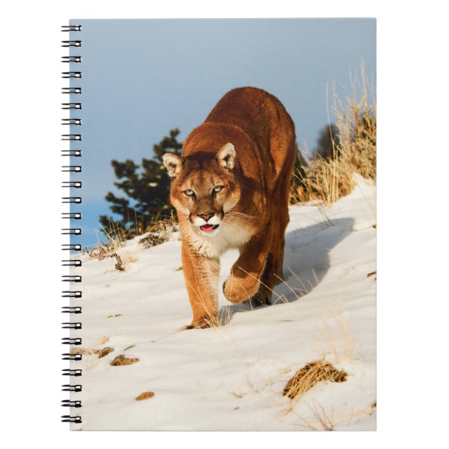 Mountain Lion on snowy hill Notebook (Front)