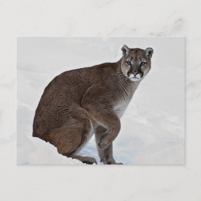 Mountain Lion on the Go Postcard (Front)