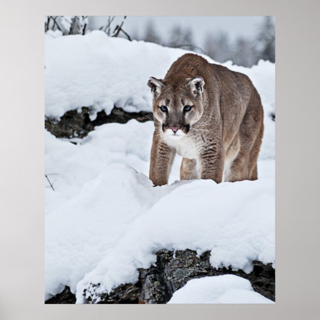 Mountain Lion on the Hunt Poster (Front)