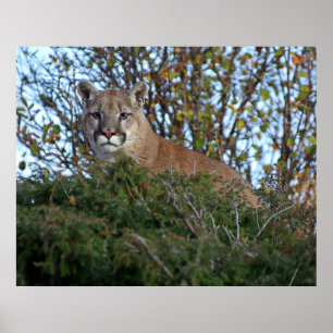 Mountain Lion on the Lookout Poster