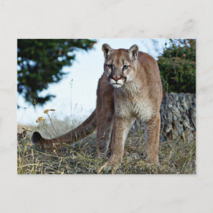 Mountain Lion on the Mountain Postcard