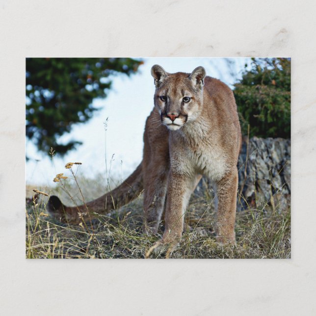 Mountain Lion on the Mountain Postcard (Front)