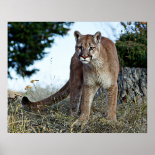Mountain Lion on the Mountain Poster