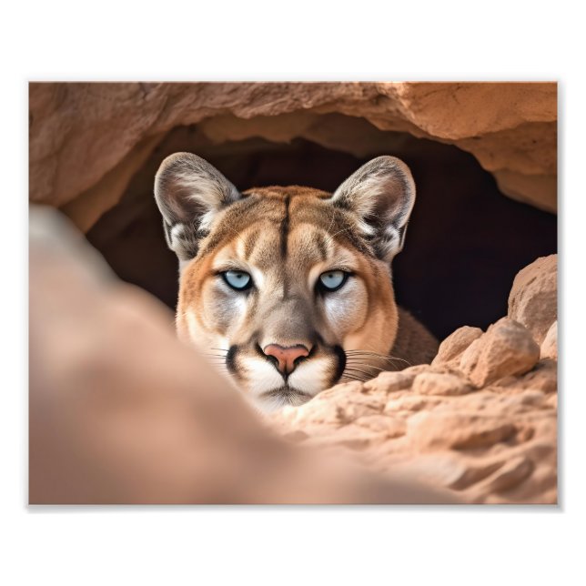 Mountain Lion Photo Print (Front)