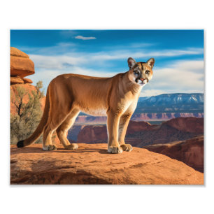 Mountain Lion Photo Print