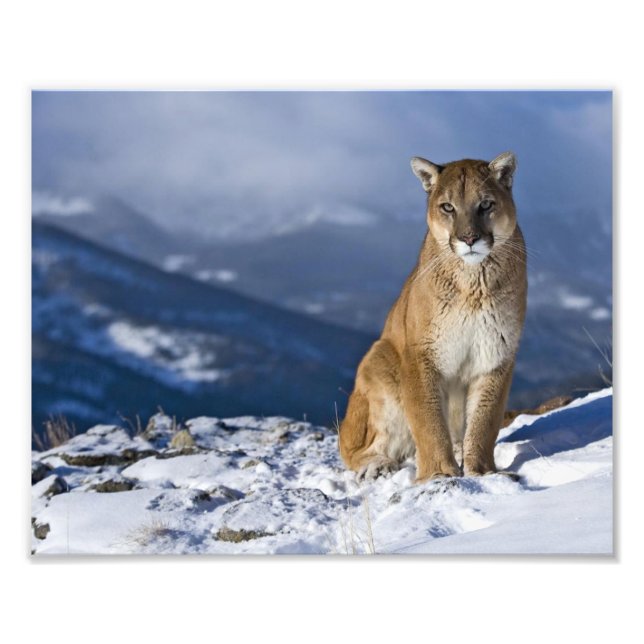 Mountain Lion Photo Print (Front)