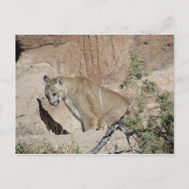 Mountain Lion Postcard (Front)