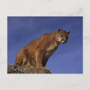 Mountain Lion Postcard