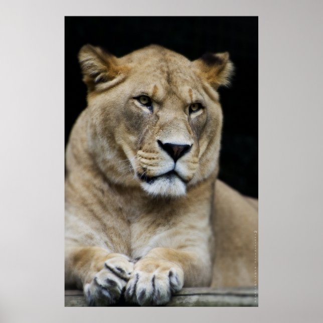 Mountain Lion Poster (Front)